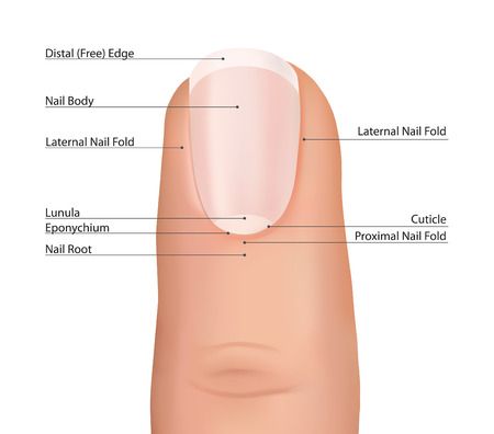 Nail Anatomy 101: A Complete Guide for Nail Art Enthusiasts